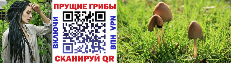 Псилоцибиновые грибы мицелий  Казань 